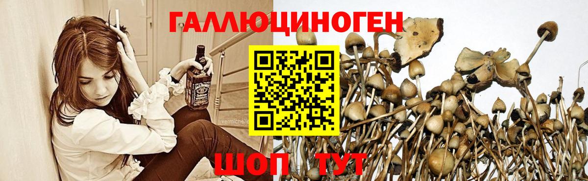 даркнет сайт  Псилоцибиновые грибы мухоморы  Вход с VPN  Димитровград 